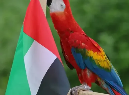 Creek Park Exotic Bird Show