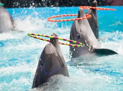 Dubai Dolphinarium (Dubai Dolphin Show)